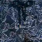 صورة Erkek Poulpes Bicolores Moorea Mayo